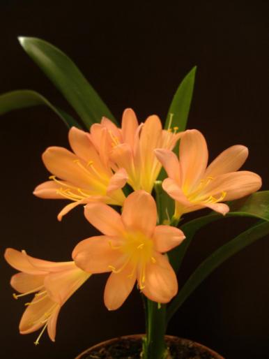 clivia miniata; fam. amaryllidaceae

