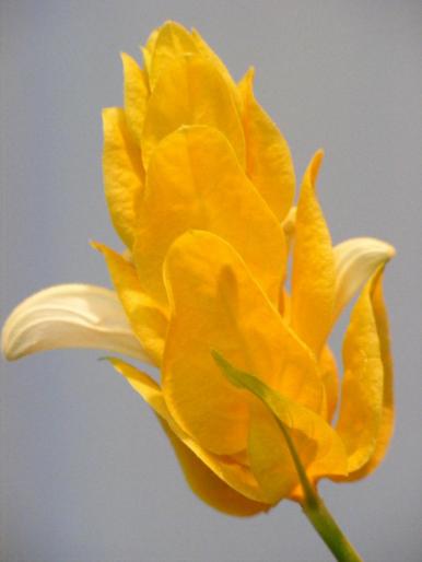 DSCF1670 - Pachistachis Lutea - The flower - EVOLUTION