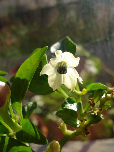 Brazilian Rainbow Pepper (2009, May 08)