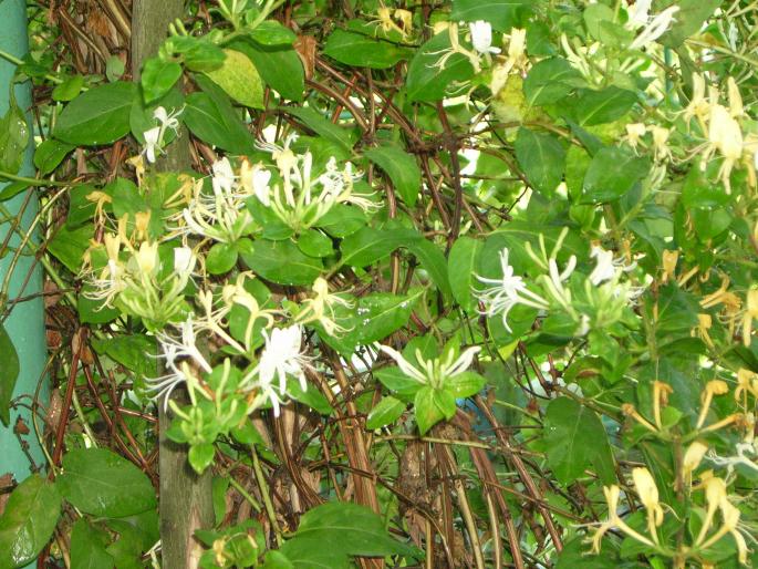 lonicera; lonicera
