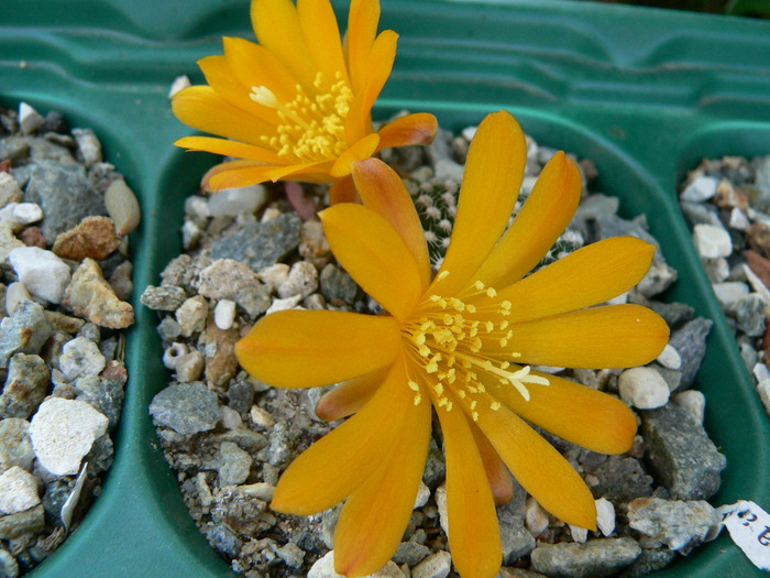 rebutia_krainziana_v.aureiflora - genul Rebutia