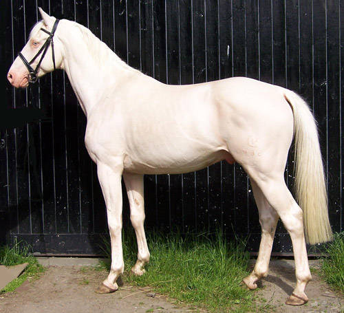 danish-warmblood[1] - CAI