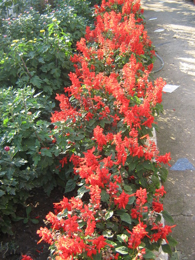8octombrie 023 - flori de gradina 2009