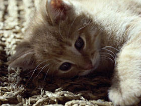 SuperStock_47F-6323 - poze cu pisicutze
