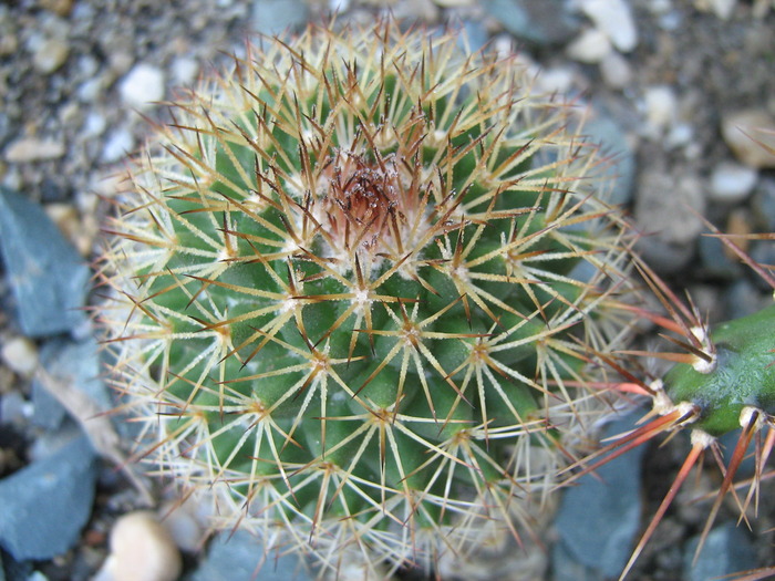 IMG_1376 - Cactusi la mosie 1 octombrie 2009