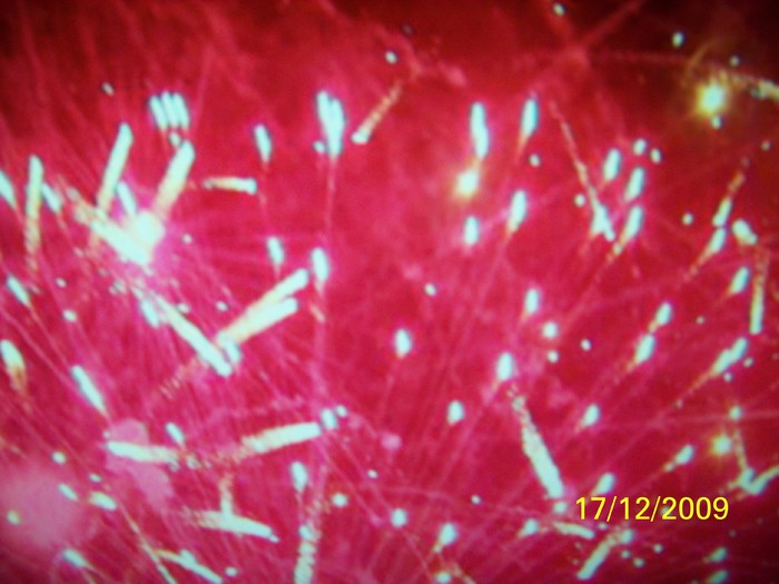 100_7064 - 1 Decembrie Timisoara