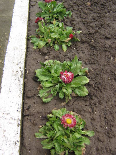  - flori de gradina 2009