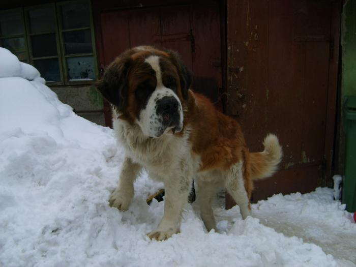 S5000144 - Pereche Saint-Bernard