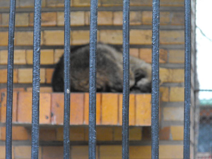 Raton Dormind - Zoo 29-03-09