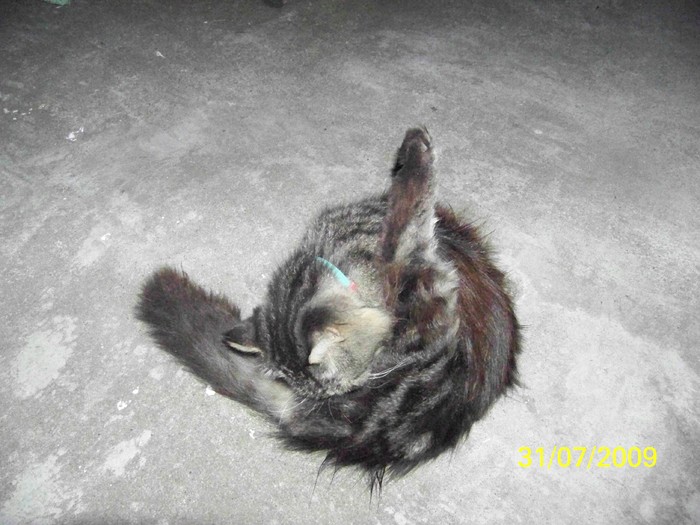 100_9000 - Miky vedeta - motanul