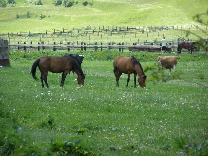 002 - Ab20 - NOU MAI 2009 CABANA CURMARURA PIATRA CRAIULUI