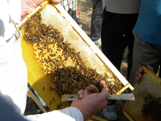 DSCN1799 - apicultorul francez