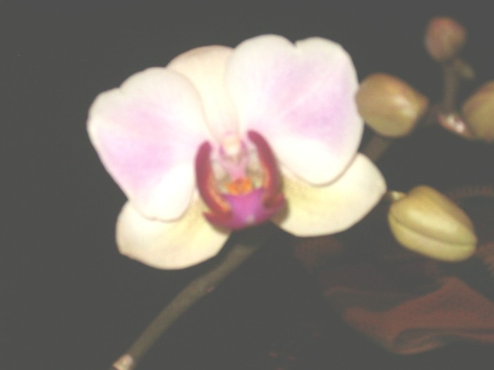 phalenopsis 015b - Orhidee