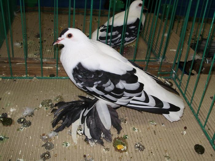 9457 rb 0 - 1507 partea 4