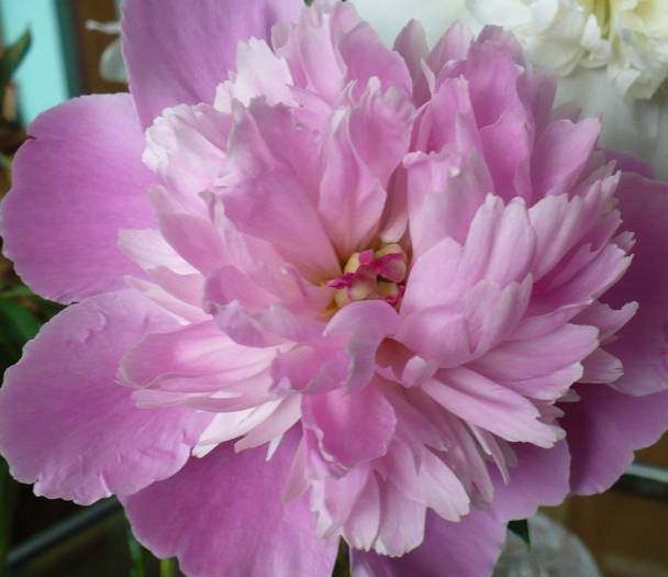 P1120570 - flori diverse