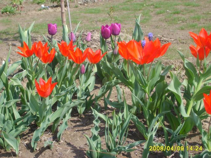 tulipa praestans; am gresit amestecul de culori
