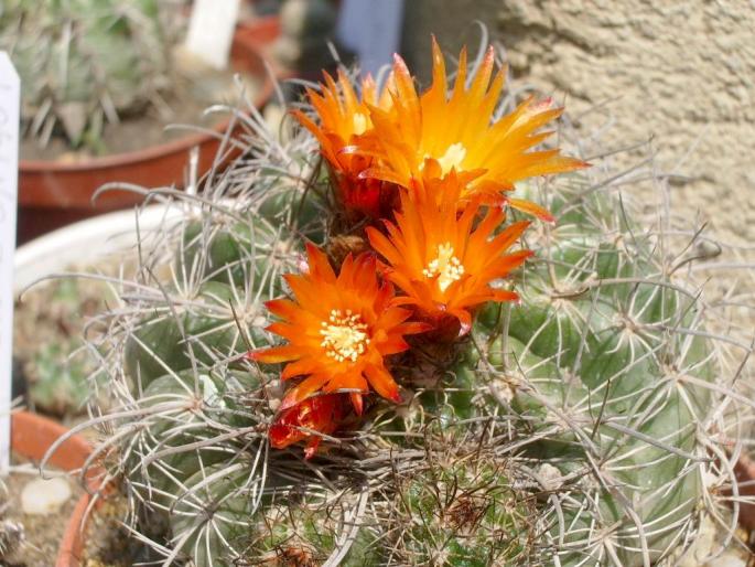 Parodia mairanana