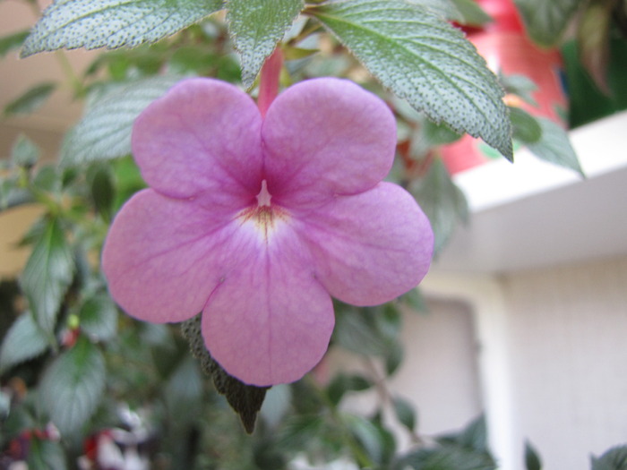 Achimenes roz simplu (Mada) 18 aug 2009