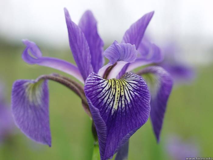 IRIS 5 - IRIS FLOWERS