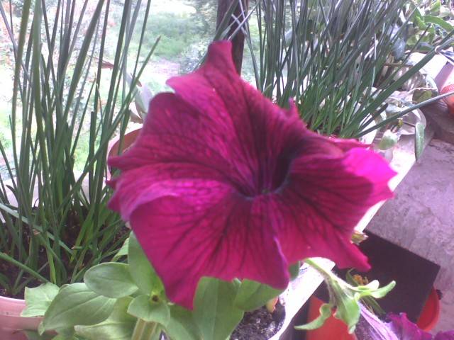 IMG_0514; petunia
