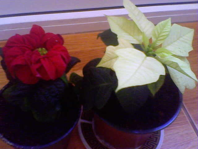 Picture 013 - florile mele