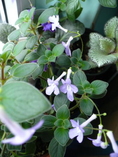 P1080417 - STREPTOCARPUSI