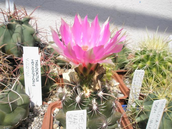 Thelocactus bicolor var. commodus - CACTUSI - ANUL 2008