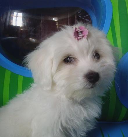 Bichon Maltese; fetita 3 luni
