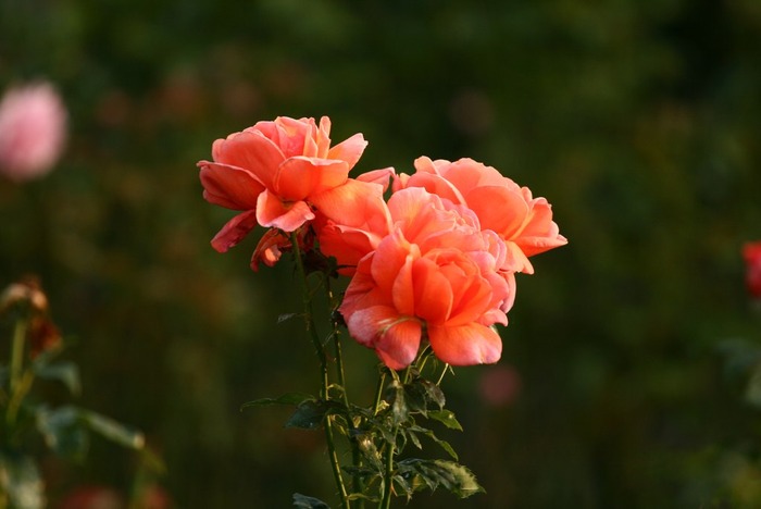 a5 - Trandafiri roz