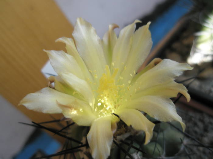 Copiapoa humilis - floare - DIVERSE specii de cactusi