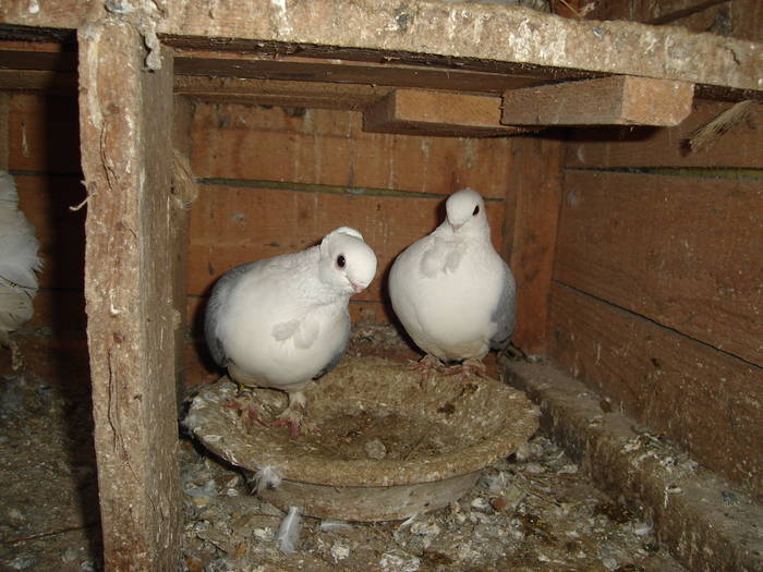 76 - C Porumbei Blueti si Satineti Vechi