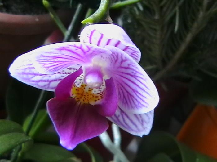7.01 - orhidee 2009