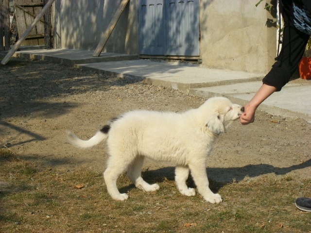 Ela de Sapte Coline