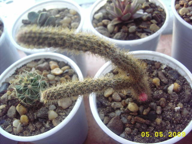 Apolocactus Flagelliformis