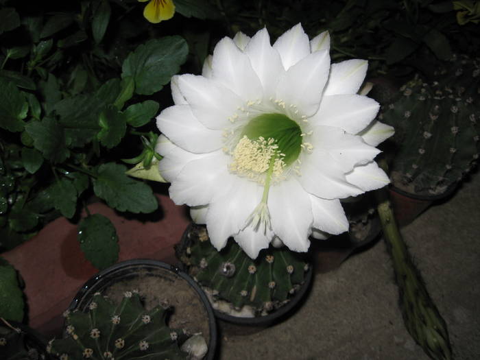 Cactus - FLORI GRADINA PROPRIE