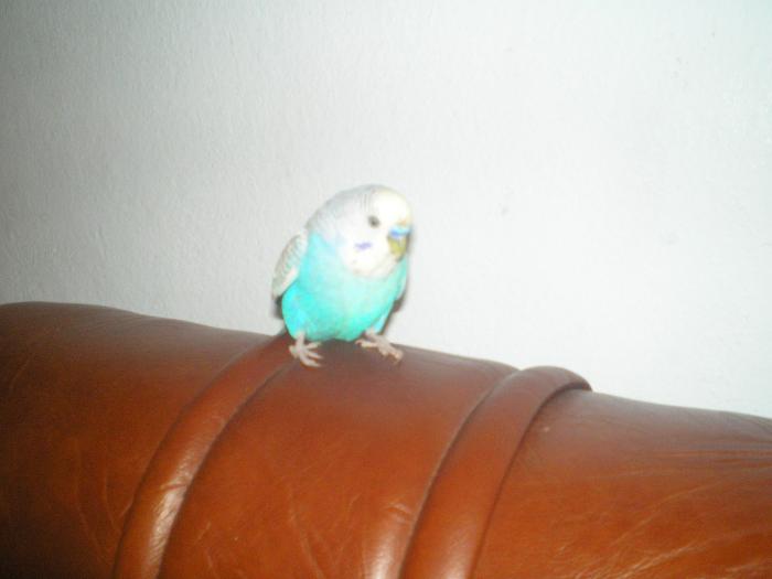P9150070 - Papagalul meu