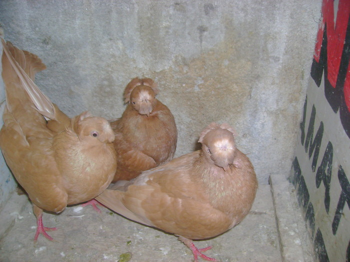 pozedecembrie 2009 187 - poze decembrie 2009