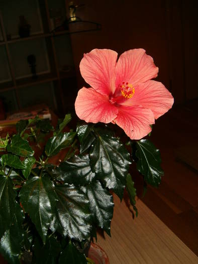hibiscus (aprilie 2009) - hibiscus