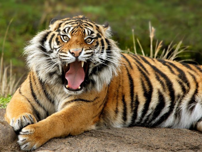 Tiger_01 - Desktop Tigers
