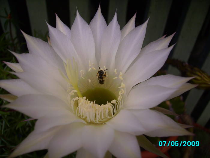 IMG_7842 - insecte si flori