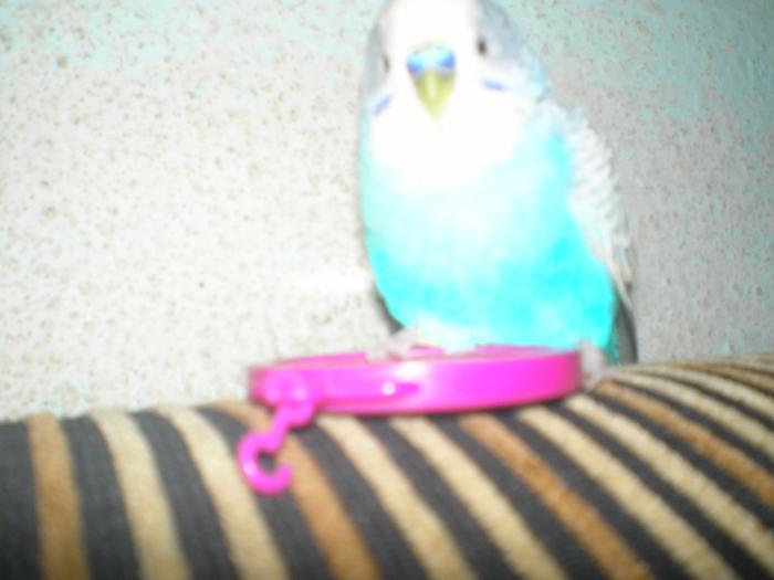 P9150128 - papagalul meu