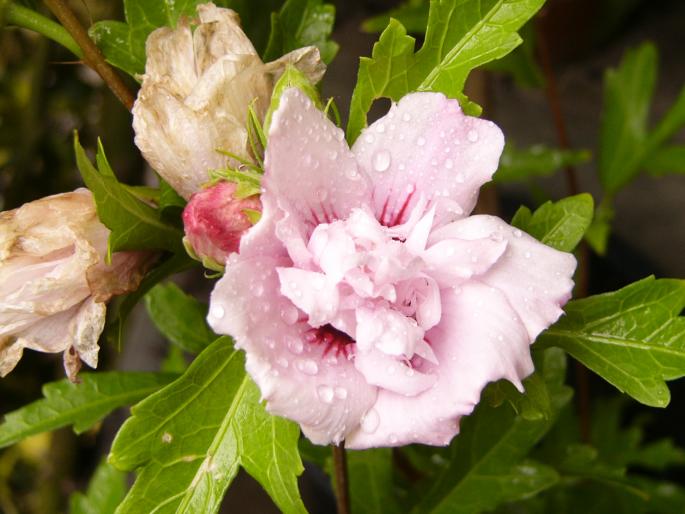 hibiscus siriacus - Hibiscus