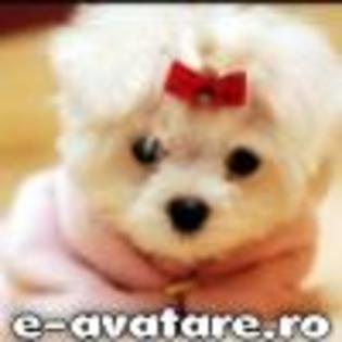 avatare_gratuite_13944331884acc6fac794563_20747102