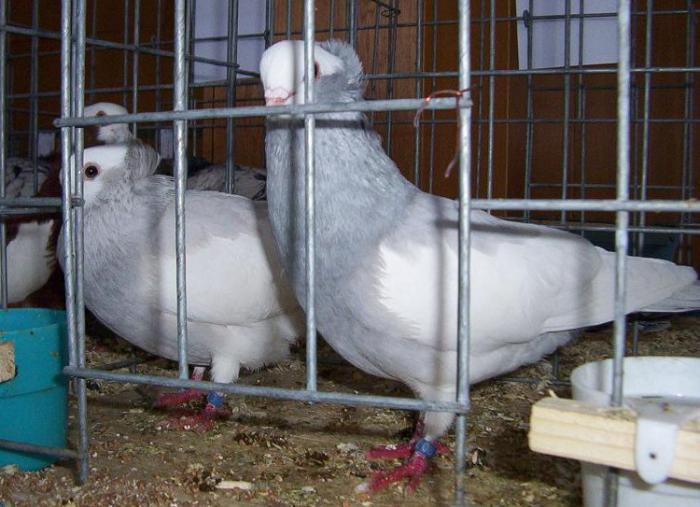 milky(Komorner tumbler) - Culorile Porumbeilor NET