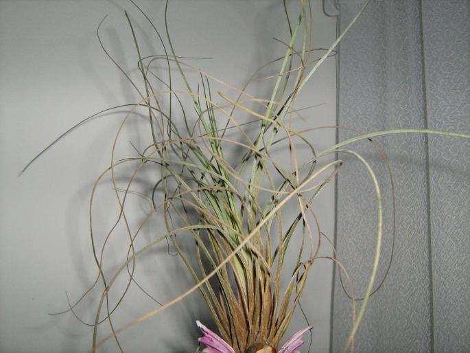 Tillandsia - Album plante de interior