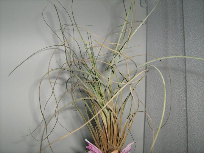 Tillandsia; este o planta foarte usor de ingrijit.Se spune ca purifica aerul si traieste cu foarte putina apa in
