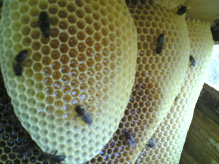 29092007(001) - apicultura
