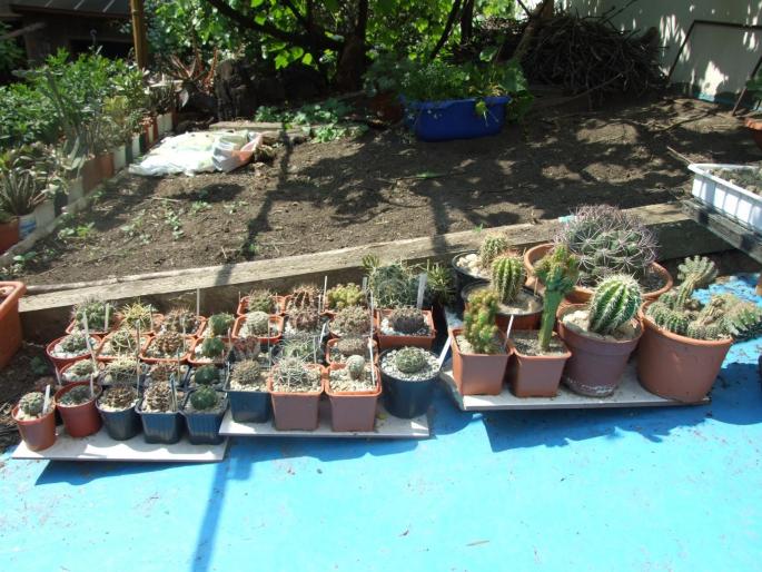 coltul cu Gymnocalycium - DIVERSE