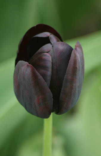 Queen of night - garden 2009