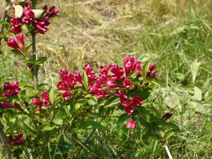 Weigela